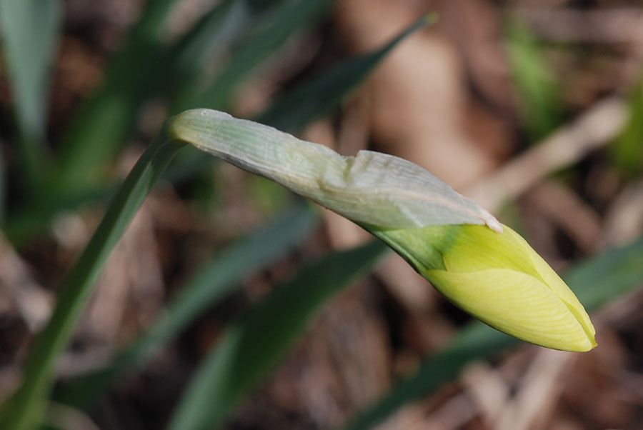 Narcissus pseudonarcissus